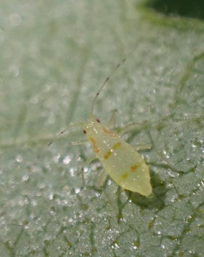Calaphis flava